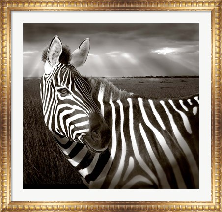 Framed Black &amp; White of Zebra and plain, Kenya Print