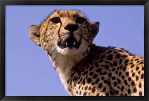 Framed Kenya, Masai Mara National Reserve. Female Cheetah Print
