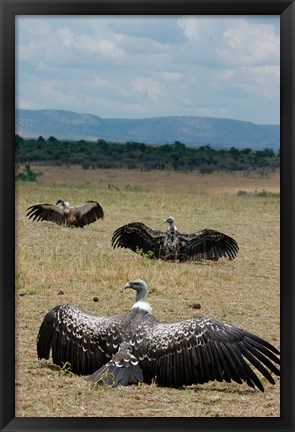 Framed Kenya: Masai Mara Reserve, Ruppell&#39;s Griffon vultures Print