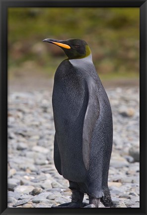 Framed Melanistic king penguin, King Penguins Print