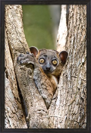 Framed Madagascar, White-footed sportive lemur primate Print
