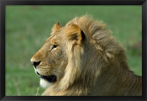 Framed Kenya, Masai Mara Game Reserve, Lion Print