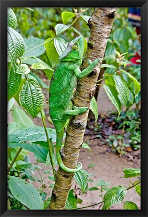 Framed Madagascar, Lizard, Chameleon on tree limb Print