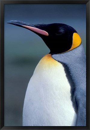 Framed King Penguin, South Georgia Island, Antarctica Print