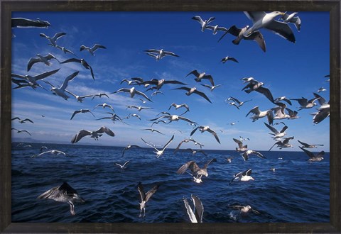 Framed Kelp Gulls, South Africa Print