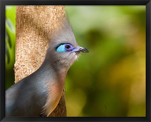 Framed Madagascar, Crested coua bird next to tree Print