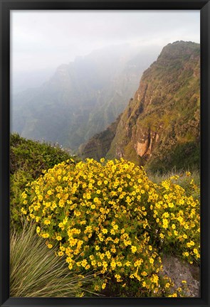 Framed Yellow flowers, Semien Mountains National Park, Ethiopia Print