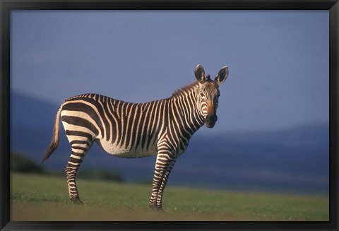 Framed Rare Cape Mountain Zebra, South Africa Print
