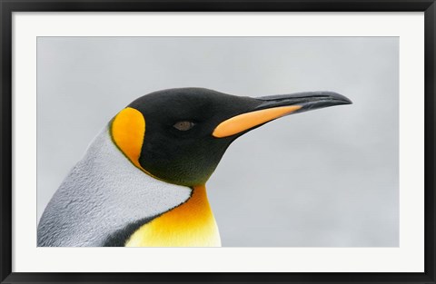 Framed South Georgia Island, King penguin head Print