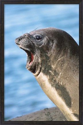 Framed Southern Elephant Seal cow mating season, South Georgia Print