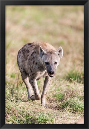 Framed Spotted Hyena, Crocuta crocuta, in the Maasai Mara, Kenya, Africa. Print