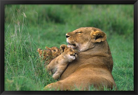 Framed Tanzania, Ngorongoro Crater. African lion family Print