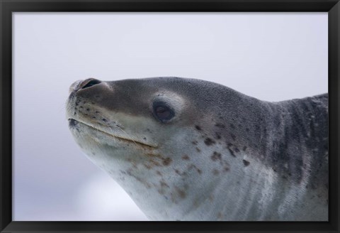 Framed Visitors Get Close-up View of Leopard Seal on Iceberg in Cierva Cove, Antarctic Peninsula Print