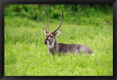 Framed Waterbuck wildlife, Hluhulwe Game Reserve, South Africa Print