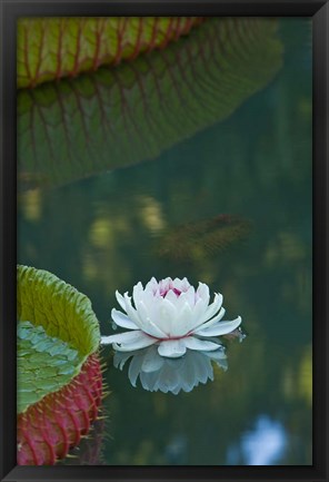 Framed Water lily flowers, Mauritius Print