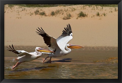 Framed White Pelicans, Sandwich Harbor, Namib-Naukluft, Namibia Print