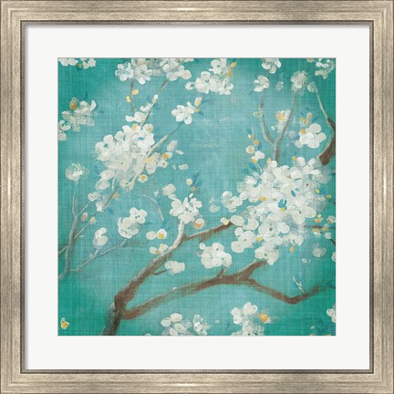 Framed White Cherry Blossoms I on Blue Aged No Bird Print