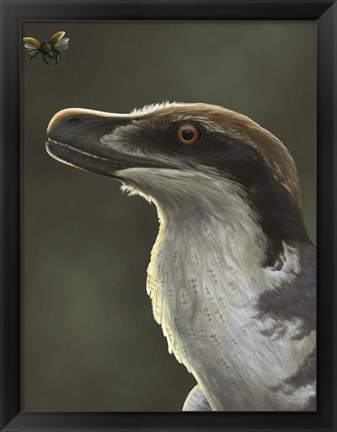Framed Acheroraptor dromaeosaurid dinosaur with hispine beetle Print