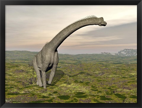 Framed Brachiosaurus dinosaur walking in grassy landscape Print