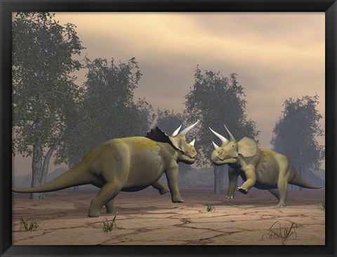Framed Confrontation between two Triceratops Print