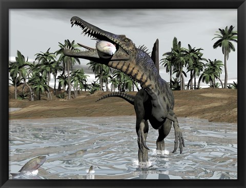 Framed Spinosaurus dinosaur walking in water and feeding on fish Print