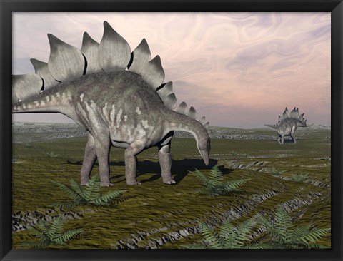 Framed Stegosaurus dinosaurs grazing on plants Print