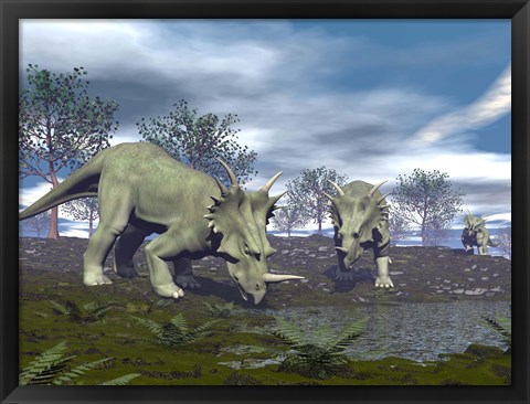 Framed Three Styracosaurus dinosaurs drinking from a nearby lake Print