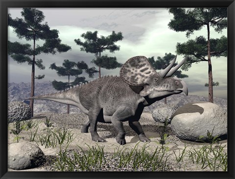 Framed Zuniceratops dinosaur walking on a hill with large rocks and pine trees Print