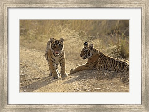 Framed Young Royal Bengal Tiger, Ranthambhor National Park, India Print