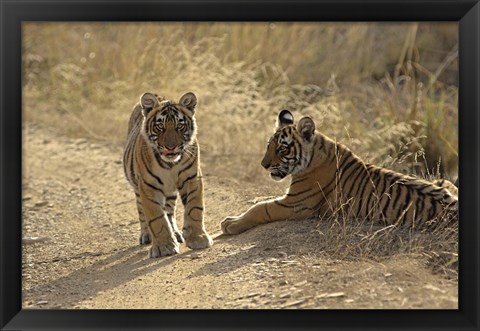 Framed Young Royal Bengal Tiger, Ranthambhor National Park, India Print