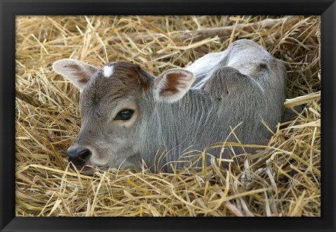 Framed Baby Calf, Cow, Farm Animal, Orissa, India Print