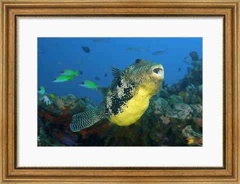 Framed Close-up of puffer fish Print
