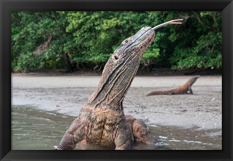 Framed Komodo dragon in water, Komodo National Park, Rinca Island, Indonesia Print