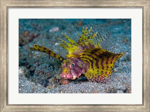 Framed Red dwarf lionfish Print