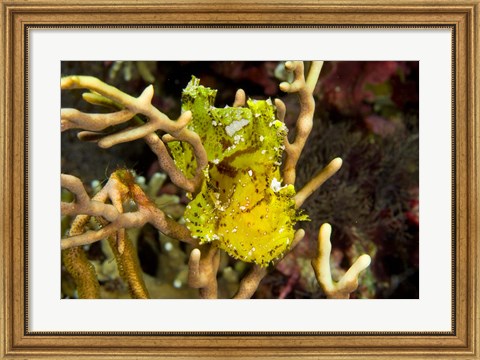Framed Sailfin leaffish Print