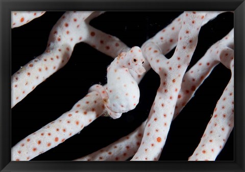 Framed Pygmy seahorse Print