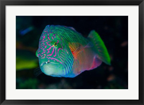 Framed Close-up of colorful wrasse fish Print
