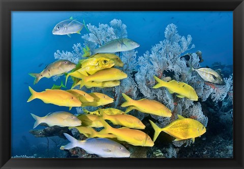 Framed Yellow fish and coral, Raja Ampat, Papua, Indonesia Print