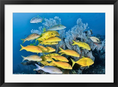Framed Yellow fish and coral, Raja Ampat, Papua, Indonesia Print