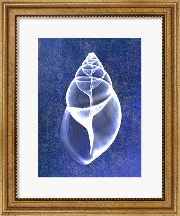 Framed Achatina Shell (indigo) Print