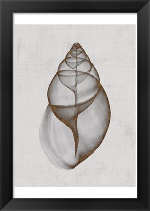 Framed Achatina Shell Print