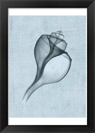 Framed Channelled Whelk (light blue) Print