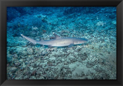 Framed WhiteTip Reef Shark, Malaysia Print