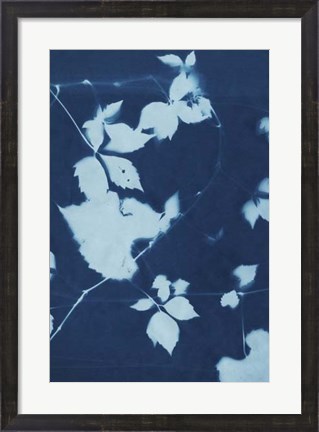 Framed Cyanotype No.11 Print