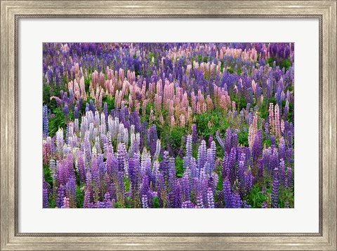 Framed Lupine flowers in Fiordland National Park, South Island, New Zealand Print