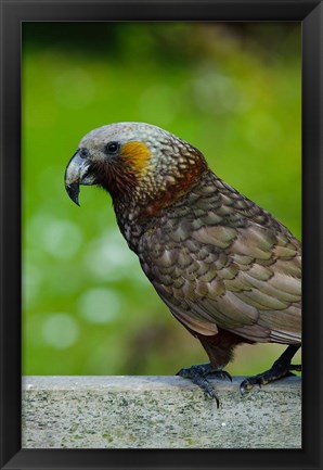 Framed New Zealand, Stewart Island, Halfmoon Bay Kaka bird Print
