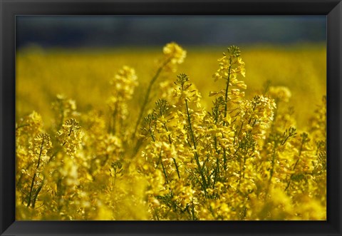 Framed Rapeseed Agriculture, South Canterbury, New Zealand Print