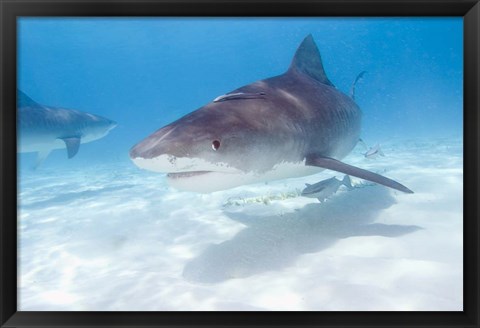 Framed Tiger Sharks, Northern Bahamas Print