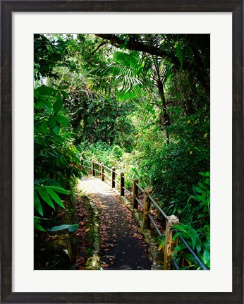 Framed Puerto Rico, Luquillo, El Yunque National Forest path Print