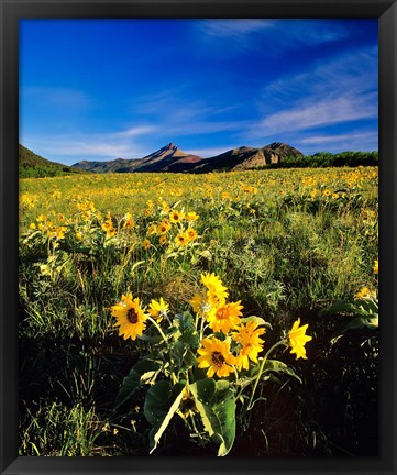 Framed Balsamroot along the Rocky Mountain Front, Waterton Lakes National Park, Alberta, Canada Print